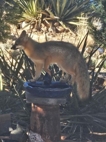 1249 Deer Canyon Trail, Mountainair, NM 87036