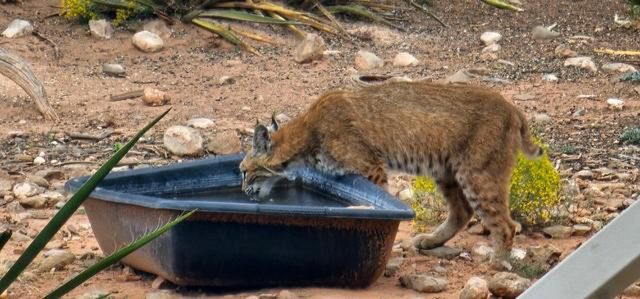 1249 Deer Canyon Trail, Mountainair, NM 87036