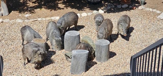 1249 Deer Canyon Trail, Mountainair, NM 87036