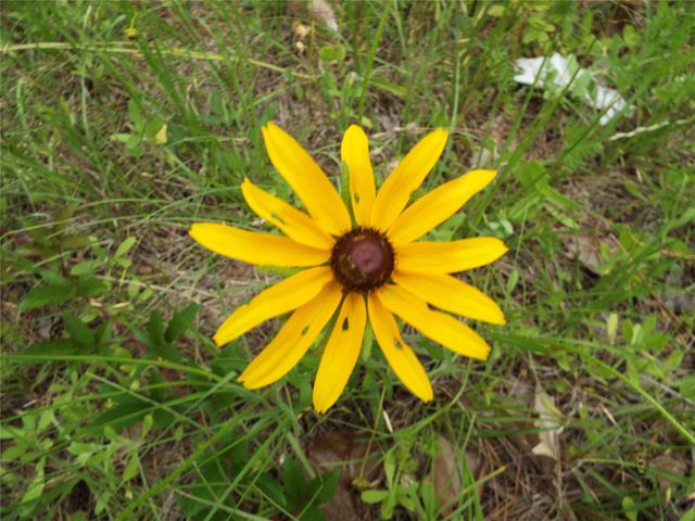 TBD 00 Fm 222 Loop S Highway, Coldspring, TX 77331