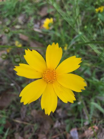 TBD 00 Fm 222 Loop S Highway, Coldspring, TX 77331