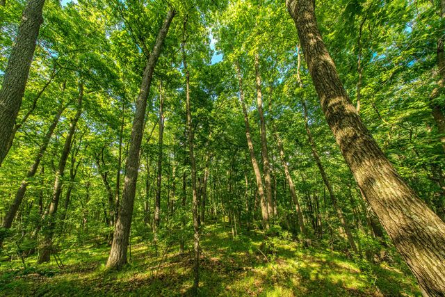 1935 Pierce Road, Chelsea, MI 48118