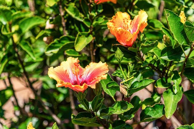 7945 Shadow Hill Dr, La Mesa, CA 91941