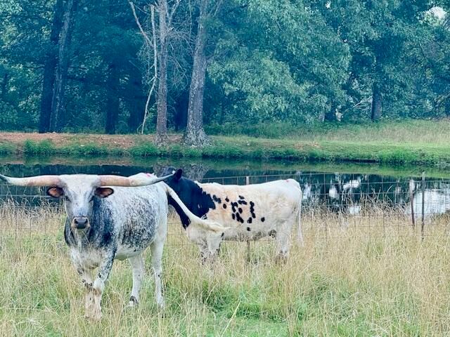 7702 County Road 2800, Mountain View, MO 65548