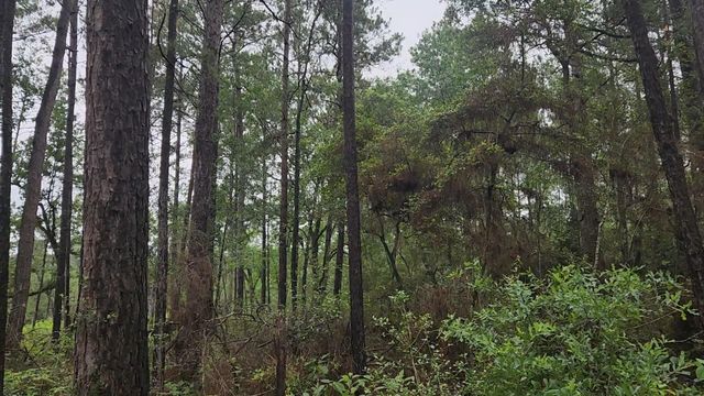 Lot 33 Gum Tree Lane, Plantersville, TX 77363