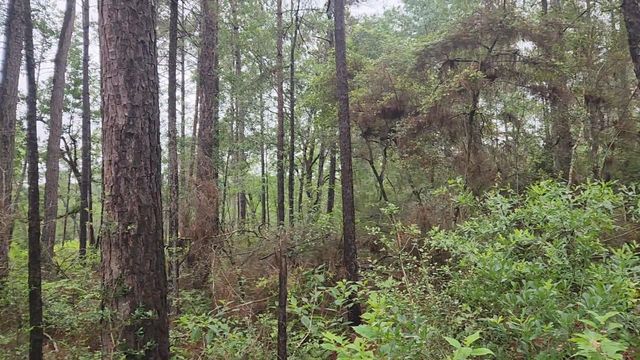 Lot 33 Gum Tree Lane, Plantersville, TX 77363