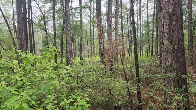 Lot 33 Gum Tree Lane, Plantersville, TX 77363