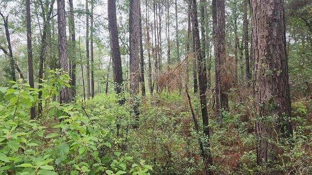 Lot 33 Gum Tree Lane, Plantersville, TX 77363