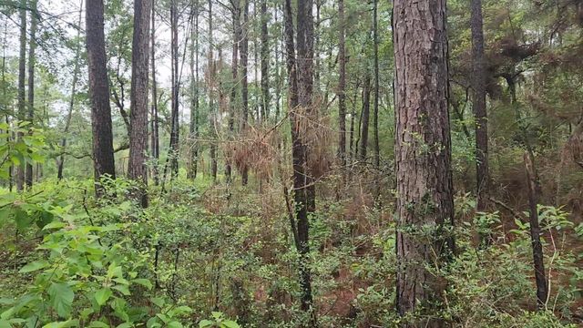Lot 33 Gum Tree Lane, Plantersville, TX 77363