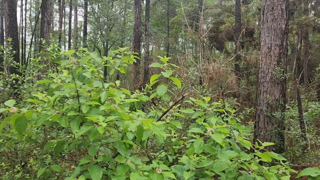 Lot 33 Gum Tree Lane, Plantersville, TX 77363