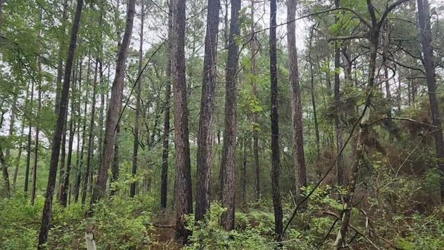 Lot 33 Gum Tree Lane, Plantersville, TX 77363