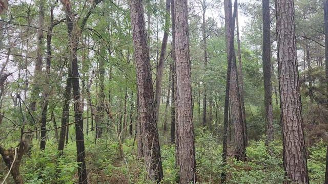 Lot 33 Gum Tree Lane, Plantersville, TX 77363