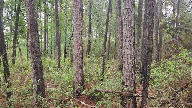 Lot 33 Gum Tree Lane, Plantersville, TX 77363