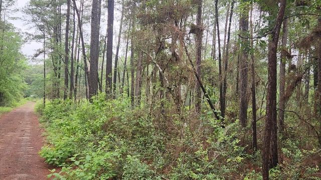 Lot 33 Gum Tree Lane, Plantersville, TX 77363