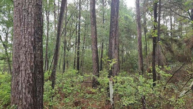 Lot 33 Gum Tree Lane, Plantersville, TX 77363
