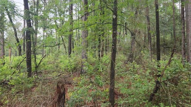 Lot 33 Gum Tree Lane, Plantersville, TX 77363