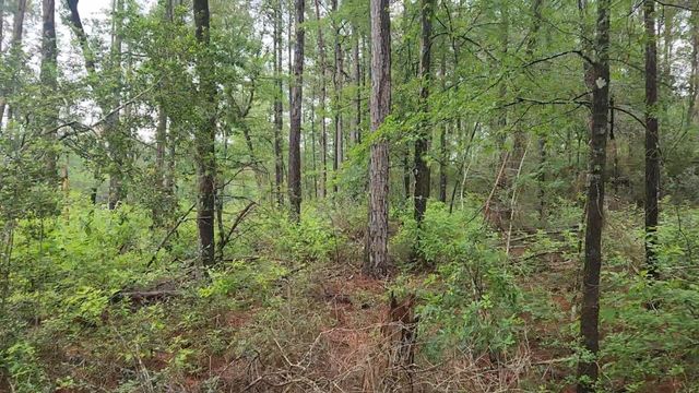 Lot 33 Gum Tree Lane, Plantersville, TX 77363