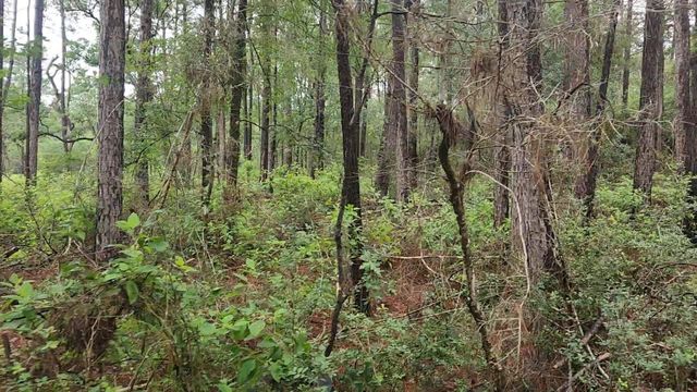 Lot 33 Gum Tree Lane, Plantersville, TX 77363