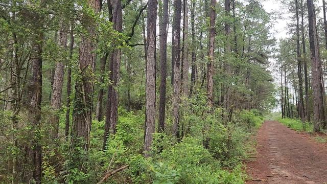 Lot 33 Gum Tree Lane, Plantersville, TX 77363