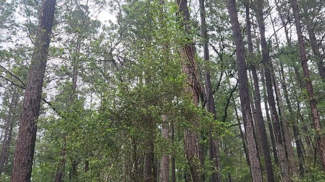 Lot 33 Gum Tree Lane, Plantersville, TX 77363
