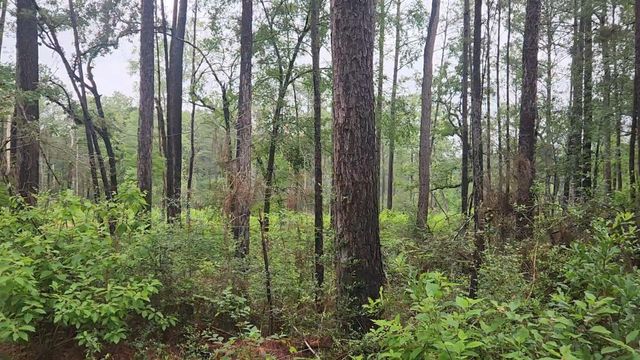 Lot 33 Gum Tree Lane, Plantersville, TX 77363