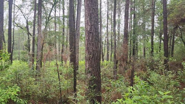 Lot 33 Gum Tree Lane, Plantersville, TX 77363