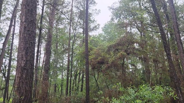 Lot 33 Gum Tree Lane, Plantersville, TX 77363