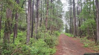 Lot 33 Gum Tree Lane, Plantersville, TX 77363