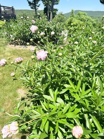 816 Black Bear Road, Jamaica, VT 05343