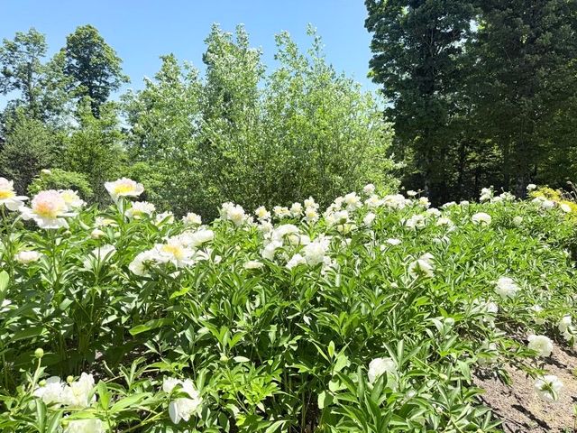 816 Black Bear Road, Jamaica, VT 05343