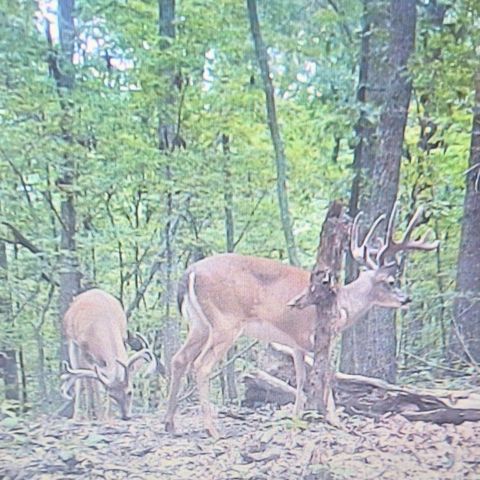 0 Hollis Creek Rd S, Woodbury, TN 37190