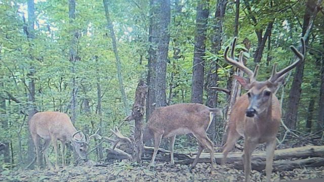 0 Hollis Creek Rd S, Woodbury, TN 37190