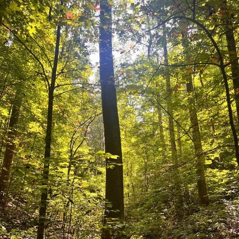 0 Hollis Creek Rd S, Woodbury, TN 37190