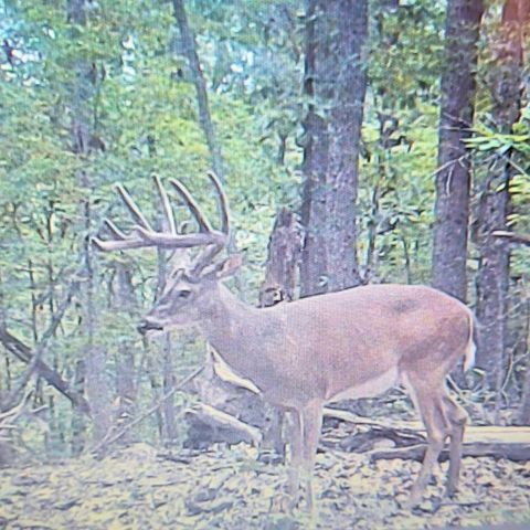 0 Hollis Creek Rd S, Woodbury, TN 37190