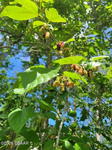 2024 Toni Street, Ormond Beach, FL 32174