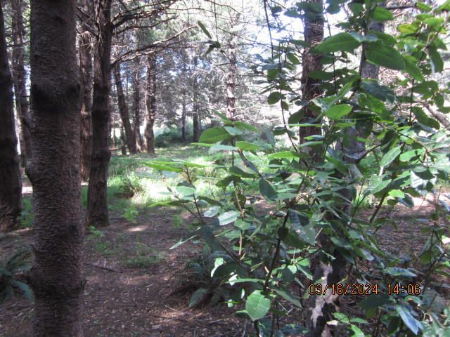 52 Madrone Road, Shelter Cove, CA 95589