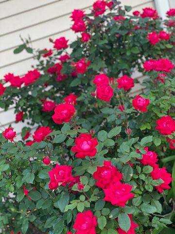 7315 Taney Place, Merrillville, IN 46410