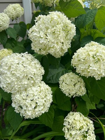 7315 Taney Place, Merrillville, IN 46410