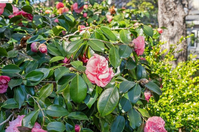 1412 Oxford St, Berkeley, CA 94709