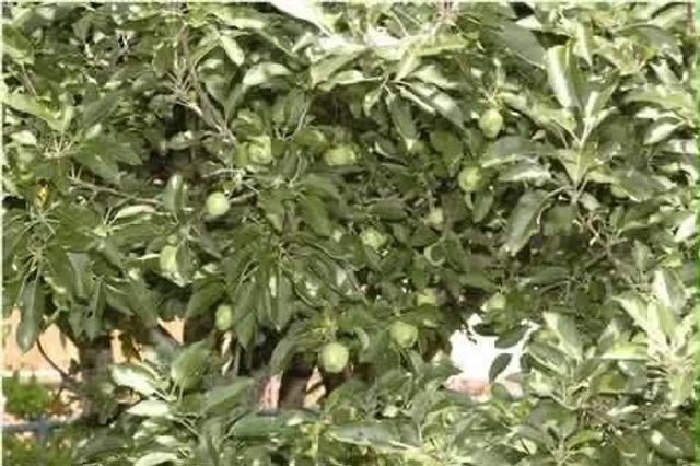 208 Cedar Point Lane, South Pittsburg, TN 37380