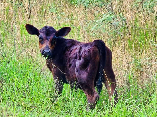 000 Pleasant Hill RD, Lockhart, TX 78644