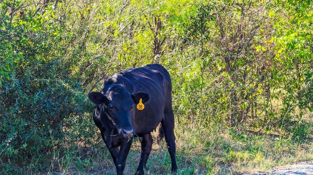 000 Pleasant Hill RD, Lockhart, TX 78644