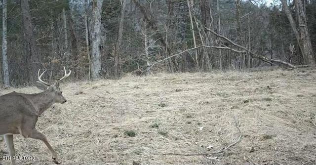 242 Lewis Lane, Blaine, TN 37709