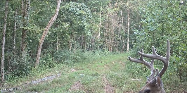 242 Lewis Lane, Blaine, TN 37709