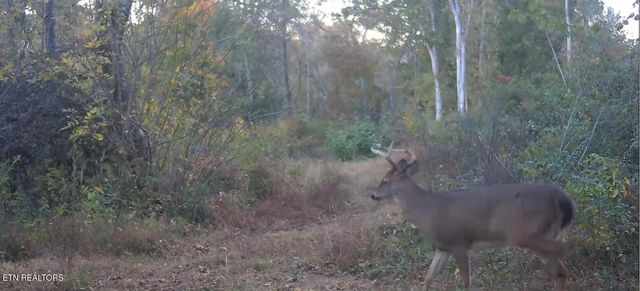 242 Lewis Lane, Blaine, TN 37709