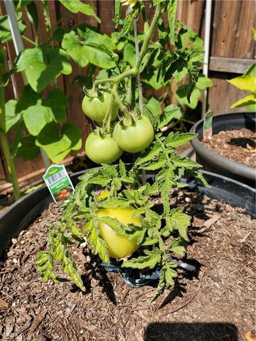 1309 Hunt Terrace, Harbor City, CA 90710