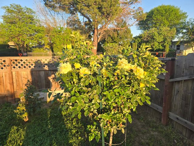 4694 Pacific Ave, Olivehurst, CA 95961