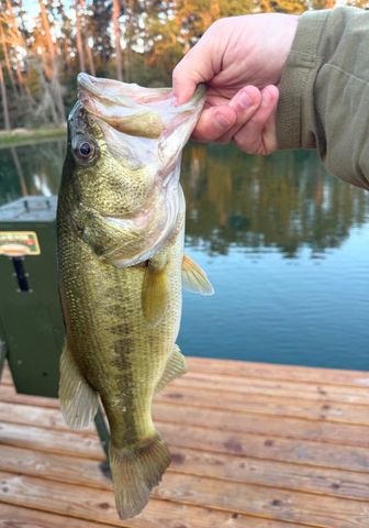 246 County Road 385 Road, Cleveland, TX 77328