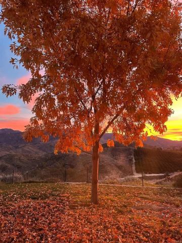 26500 Rim Road, Hemet, CA 92544