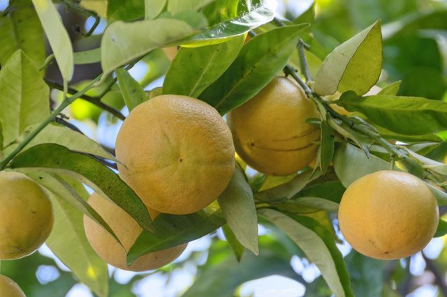 1006 ROSE AVE, Piedmont, CA 94611